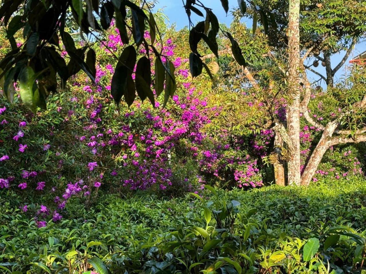 保禄Tea Garden House别墅 外观 照片
