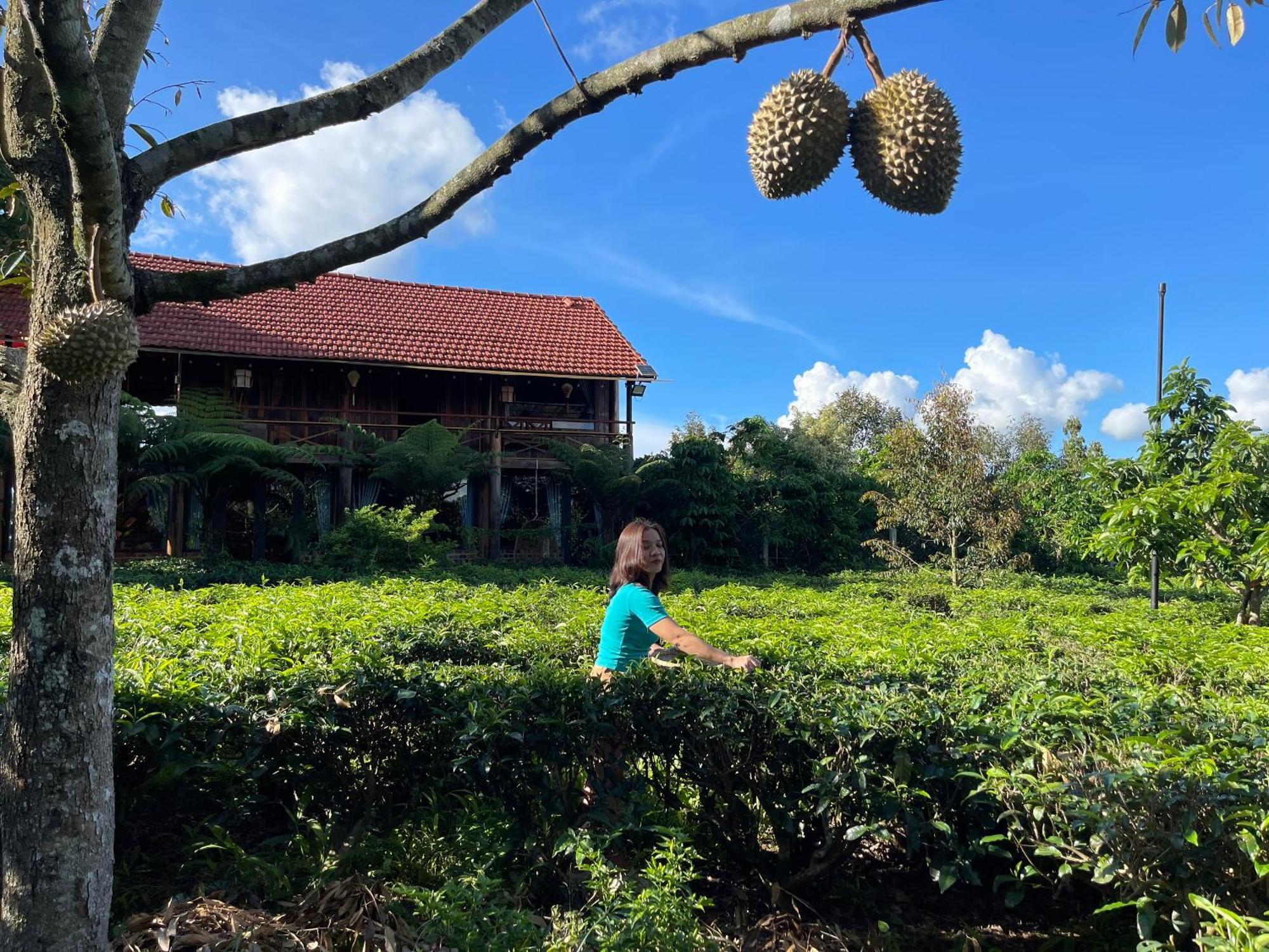 保禄Tea Garden House别墅 外观 照片